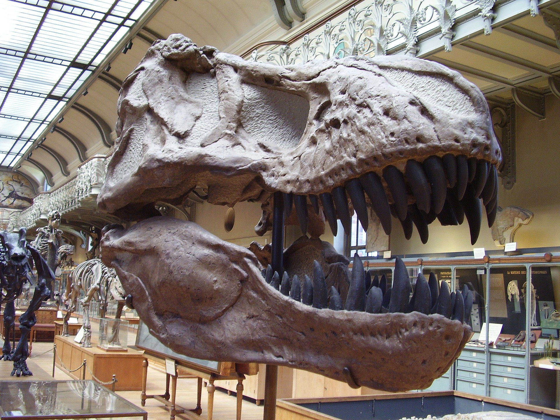 Lebka tyranosaura.
